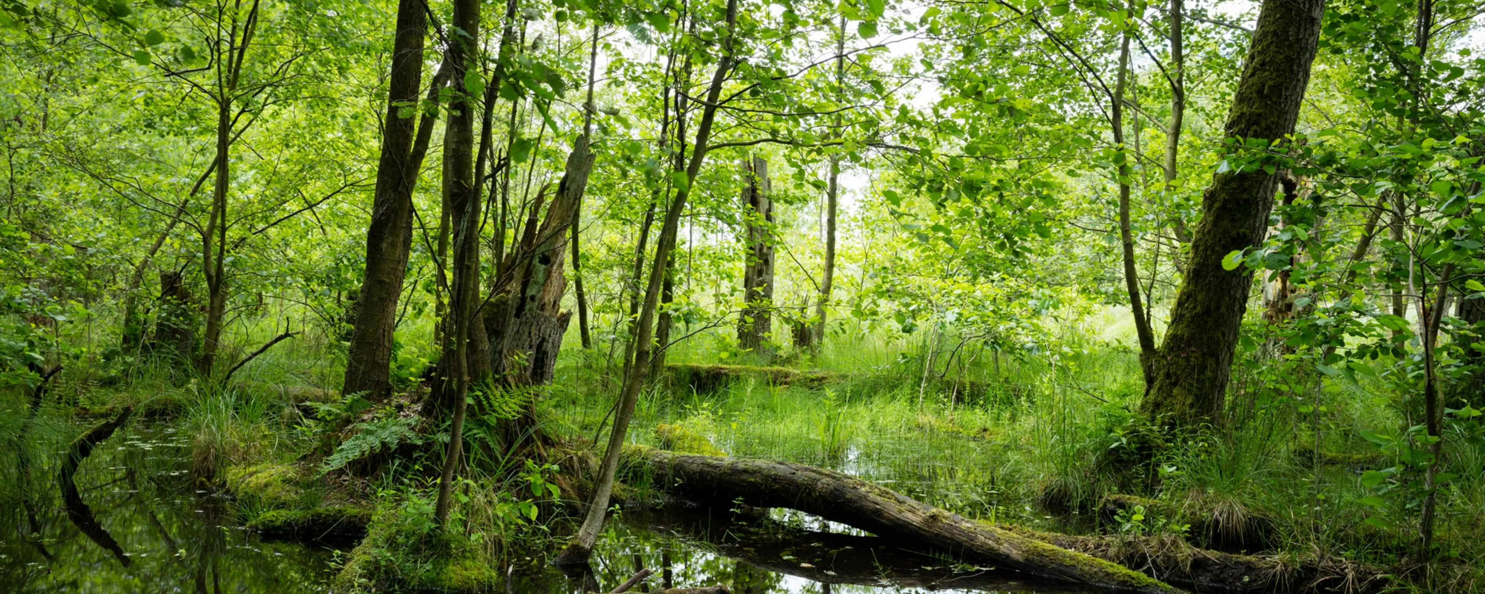 Wir setzen uns aktiv für den Schutz unserer Umwelt ein. Mit innovativen Projekten und nachhaltigen Lösungen gestalten wir eine grünere Zukunft